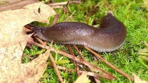 Attēlu rezultāti vaicājumam “Arion lusitanicus”