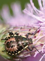 Attēlu rezultāti vaicājumam “Pinthaeus sanguinipes”
