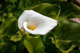 Attēlu rezultāti vaicājumam “Calla palustris flower”