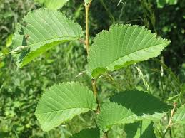 Attēlu rezultāti vaicājumam “Ulmus x hollandica leaf”