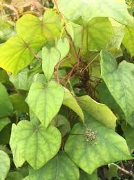 Attēlu rezultāti vaicājumam “Menispermum dauricum”