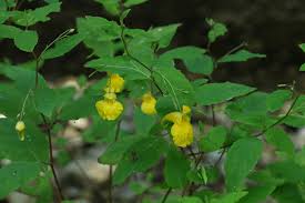 Attēlu rezultāti vaicājumam “Impatiens noli-tangere leaf”