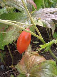 Attēlu rezultāti vaicājumam “Podophyllum hexandrum fruit”
