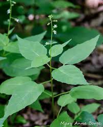 Attēlu rezultāti vaicājumam “Circaea lutetiana bud”