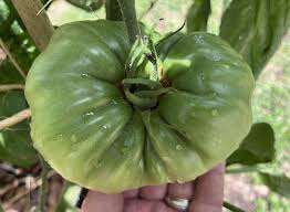 Afbeeldingsresultaat voor earl faux tomato