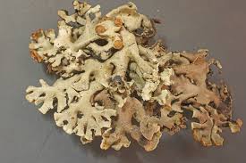 Attēlu rezultāti vaicājumam “Hypogymnia physodes”