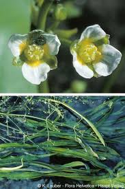 Attēlu rezultāti vaicājumam “Alisma gramineum flower”