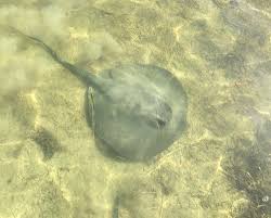 Image result for Styracura pacifica