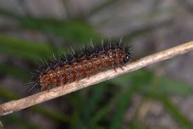 Attēlu rezultāti vaicājumam “Cribraria oregana”