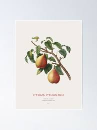 Attēlu rezultāti vaicājumam “Pyrus pyraster”