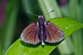 Attēlu rezultāti vaicājumam “Hesperiidae”