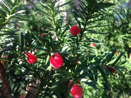Attēlu rezultāti vaicājumam “Taxus baccata female flower”