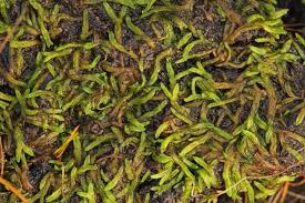 Attēlu rezultāti vaicājumam “Riccia canaliculata”