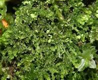 Attēlu rezultāti vaicājumam “Cephalozia catenulata”