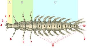 Attēlu rezultāti vaicājumam “Gyrinidae”