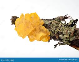 Attēlu rezultāti vaicājumam “Tremella mesenterica”