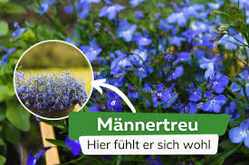 Image result for Männertreu