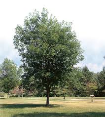 Attēlu rezultāti vaicājumam “Carya cordiformis”