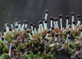 Attēlu rezultāti vaicājumam “Ptilidium pulcherrimum”