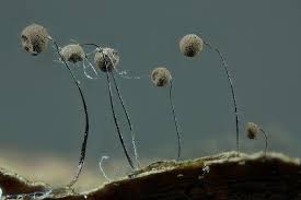 Attēlu rezultāti vaicājumam “Comatricha elegans”