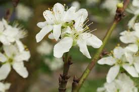 Attēlu rezultāti vaicājumam “Prunus domestica subsp. domestica leaf”