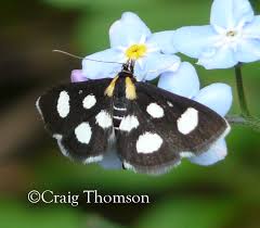 Attēlu rezultāti vaicājumam “Anania funebris”