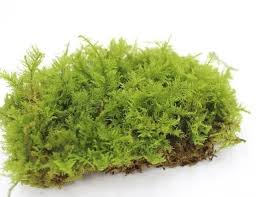 Attēlu rezultāti vaicājumam “Thuidium”