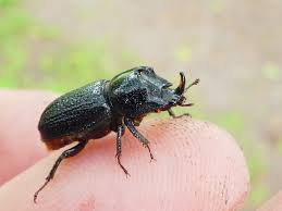 Attēlu rezultāti vaicājumam “Sinodendron cylindricum male”