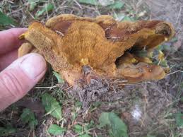 Attēlu rezultāti vaicājumam “Phaeolus schweinitzii”