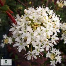 Attēlu rezultāti vaicājumam “Ledum palustre flower”