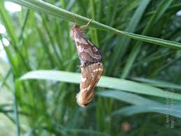 Attēlu rezultāti vaicājumam “Phymatopus hecta”