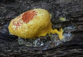 Attēlu rezultāti vaicājumam “Fuligo septica var. rosea plasmodium”