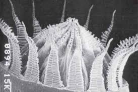 Attēlu rezultāti vaicājumam “Bryum funkii cells”