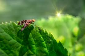 Attēlu rezultāti vaicājumam “Trypetoptera punctulata”