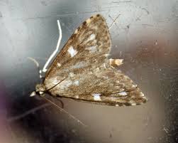 Attēlu rezultāti vaicājumam “Udea olivalis”