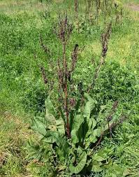 Attēlu rezultāti vaicājumam “Rumex obtusifolius fruit”