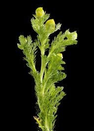 Attēlu rezultāti vaicājumam “Matricaria discoidea leaf”