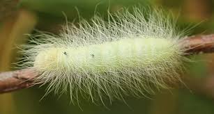 Attēlu rezultāti vaicājumam “Acronicta leporina”