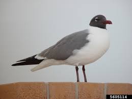 Attēlu rezultāti vaicājumam “Larus ridibundus”