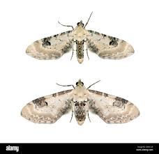 Attēlu rezultāti vaicājumam “Eupithecia centaureata”