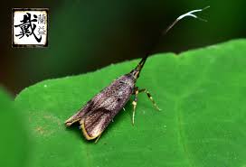 Attēlu rezultāti vaicājumam “Plodia interpunctella”