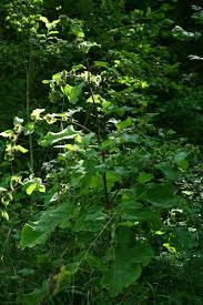 Attēlu rezultāti vaicājumam “Arctium nemorosum”