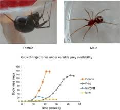 Attēlu rezultāti vaicājumam “Steatoda grossa female”