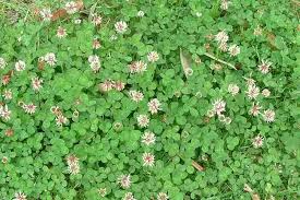 Attēlu rezultāti vaicājumam “Trifolium repens flower”