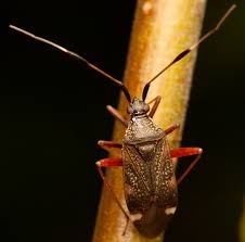 Attēlu rezultāti vaicājumam “Closterotomus biclavatus nymph”