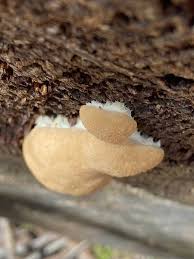 Attēlu rezultāti vaicājumam “Physarum viride var. aurantium stalked”