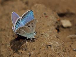 Attēlu rezultāti vaicājumam “Agrodiaetus amandus male”
