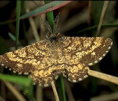 Attēlu rezultāti vaicājumam “Cabera exanthemata female”