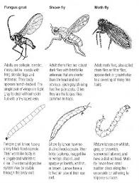 Attēlu rezultāti vaicājumam “Sciaridae”
