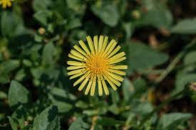 Image result for Strohblume